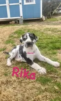 Rika, a female Great Dane for sale in Nocona, TX – Photo 1 of 4