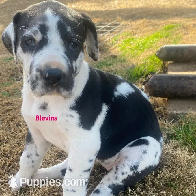 Rika, a female Great Dane for sale in Nocona, TX – Photo 4 of 4