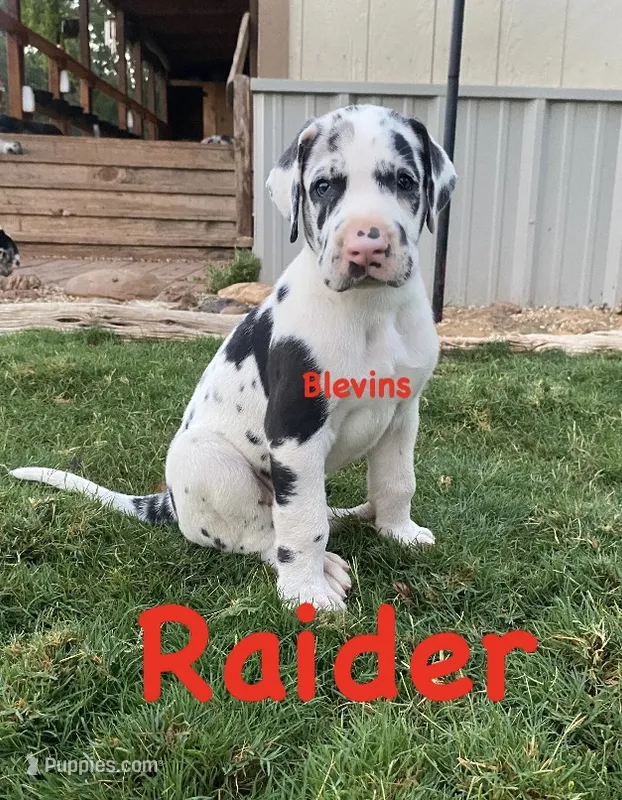 Raider  – Great Dane puppy for sale in Nocona, TX