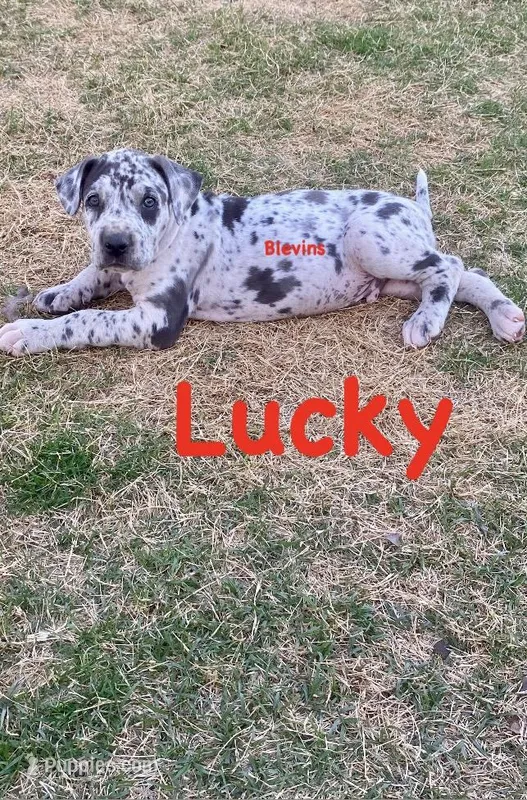 Lucky  – Great Dane puppy for sale in Nocona, TX