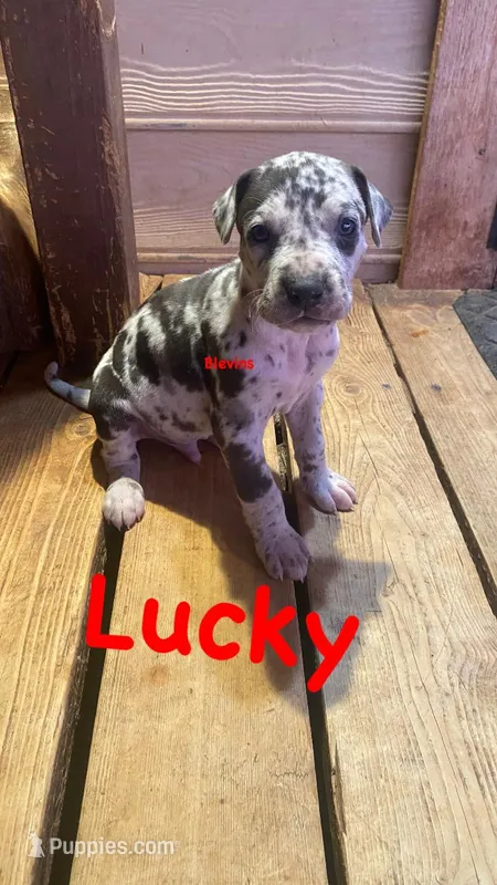 Lucky , a male Great Dane for sale in Nocona, TX – Photo 1 of 1