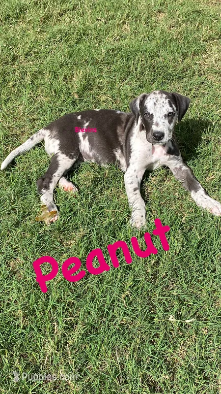 Peanut  – Great Dane puppy for sale in Nocona, TX