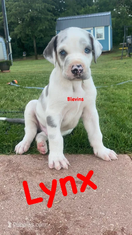 Lynx  – Great Dane puppy for sale in Nocona, TX