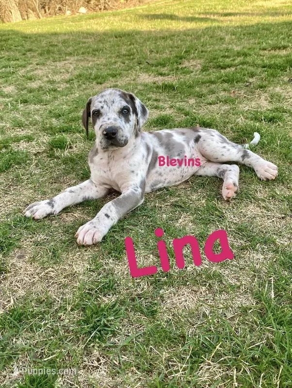 Lina – Great Dane puppy for sale in Nocona, TX
