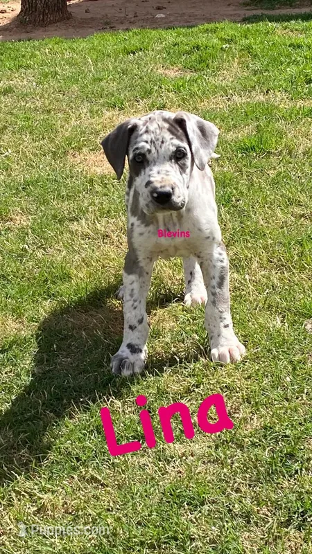 Lina – Great Dane puppy for sale in Nocona, TX