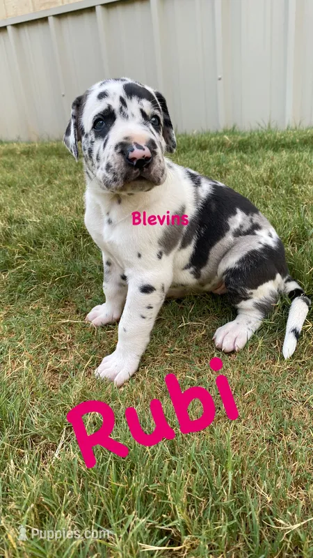Rubi  – Great Dane puppy for sale in Nocona, TX