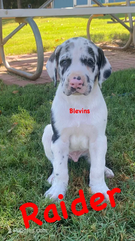 Raider  – Great Dane puppy for sale in Nocona, TX