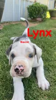 Lynx , a male Great Dane for sale in Nocona, TX – 3 of 5