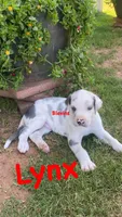 Lynx , a male Great Dane for sale in Nocona, TX – 5 of 5