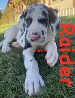 Raider , a male Great Dane for sale in Nocona, TX – 2 of 2