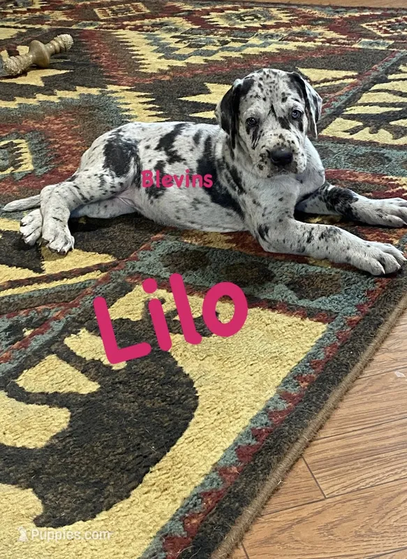 Lilo – Great Dane puppy for sale in Nocona, TX