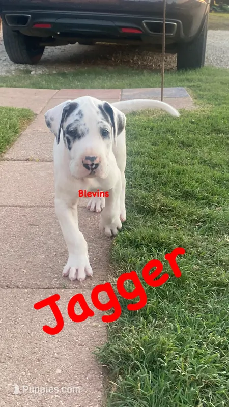 Jagger – Great Dane puppy for sale in Nocona, TX