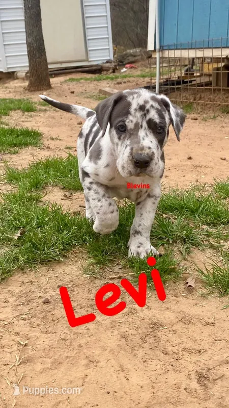 Levi