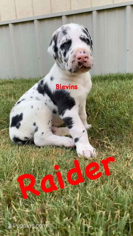 Raider  – Great Dane puppy for sale in Nocona, TX
