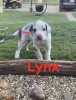 Lynx , a male Great Dane for sale in Nocona, TX – 4 of 5