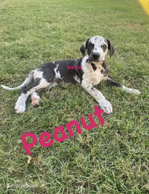 Peanut  – Great Dane puppy for sale in Nocona, TX