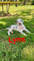 Lynx , a male Great Dane for sale in Nocona, TX – 2 of 5