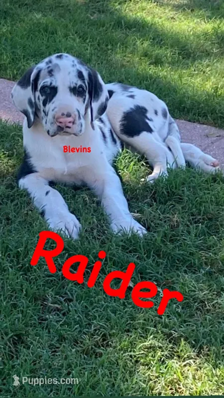 Raider  – Great Dane puppy for sale in Nocona, TX