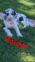 Raider , a male Great Dane for sale in Nocona, TX – 1 of 2