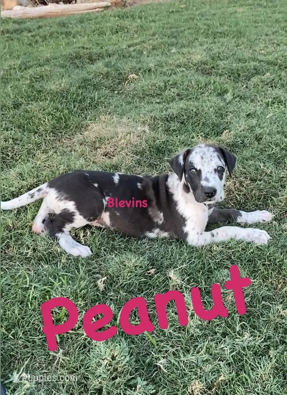 Peanut  – Great Dane puppy for sale in Nocona, TX