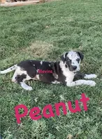 Peanut , a female Great Dane for sale in Nocona, TX – 1 of 1