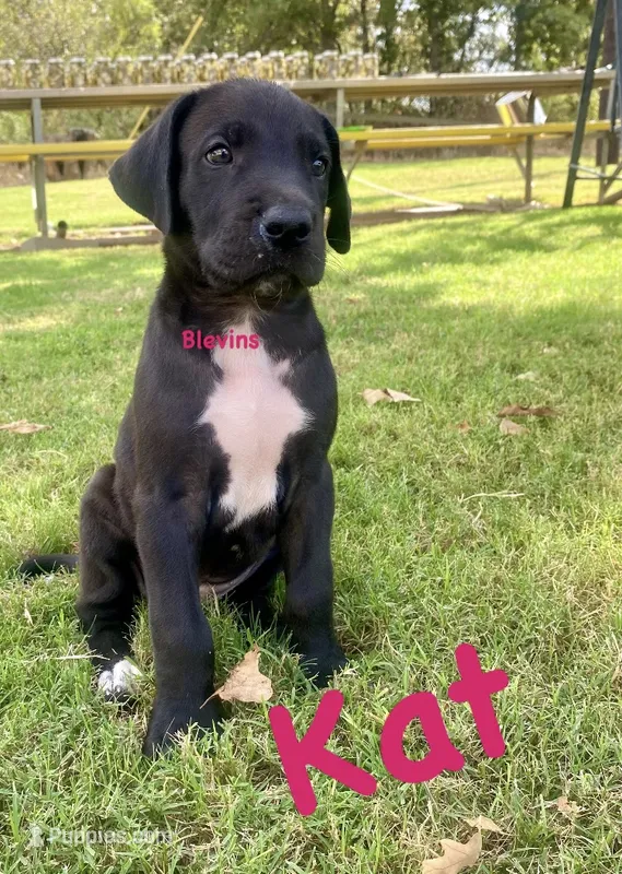 Kat – Great Dane puppy for sale in Nocona, TX