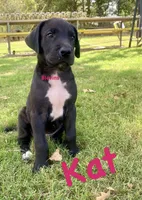 Kat, a female Great Dane for sale in Nocona, TX – 1 of 1