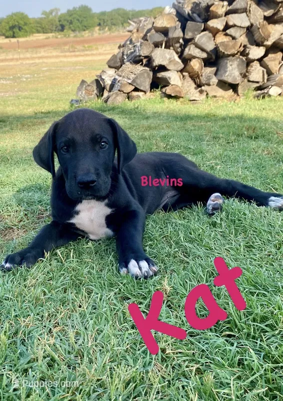 Kat – Great Dane puppy for sale in Nocona, TX