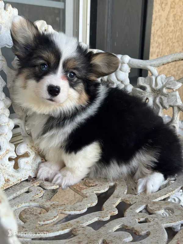 Nana (fluffy) – Pembroke Welsh Corgi puppy for sale in Oakdale, CA