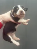 Dahlia, a female Pembroke Welsh Corgi for sale in Oakdale, CA – Photo 5 of 6