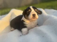 Dahlia, a female Pembroke Welsh Corgi for sale in Oakdale, CA – Photo 3 of 6