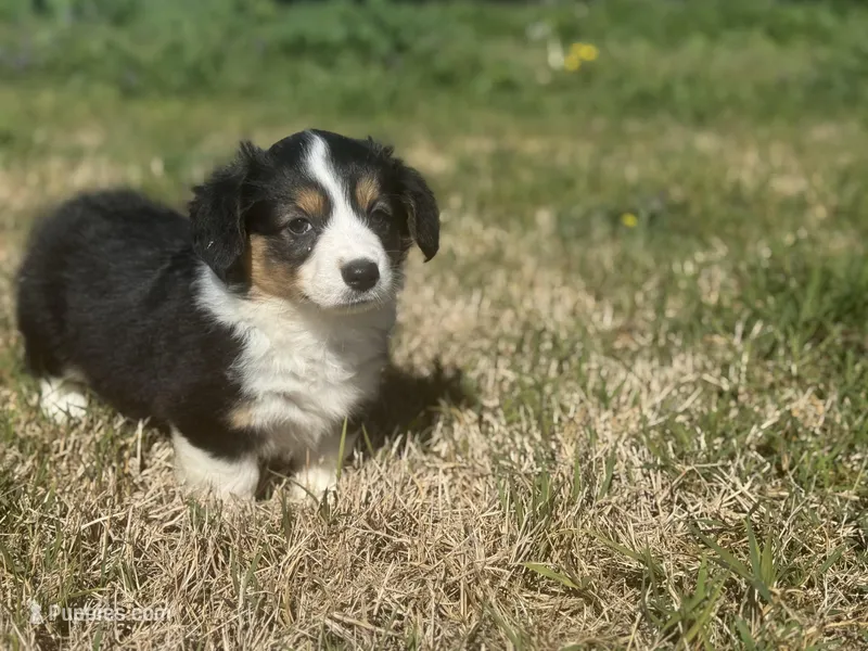 Dahlia – Pembroke Welsh Corgi puppy for sale in Oakdale, CA