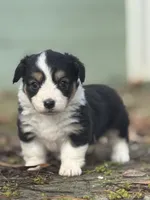 Dahlia, a female Pembroke Welsh Corgi for sale in Oakdale, CA – Photo 1 of 6