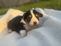 Dahlia, a female Pembroke Welsh Corgi for sale in Oakdale, CA – Photo 2 of 6