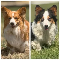 Dahlia, a female Pembroke Welsh Corgi for sale in Oakdale, CA – Photo 6 of 6