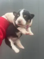 Dahlia, a female Pembroke Welsh Corgi for sale in Oakdale, CA – Photo 4 of 6