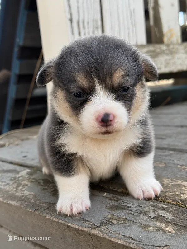 Waffles (gold) – Pembroke Welsh Corgi puppy for sale in Oakdale, CA