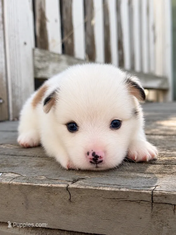 Avalanche (fluffy) – Pembroke Welsh Corgi puppy for sale in Oakdale, CA