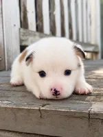 Avalanche (fluffy), a male Pembroke Welsh Corgi for sale in Oakdale, CA – 1 of 3