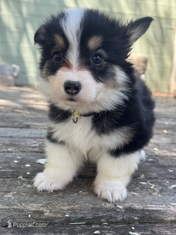 Taz (fluffy) gold  – Pembroke Welsh Corgi puppy for sale in Oakdale, CA