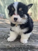 Taz (fluffy) gold , a male Pembroke Welsh Corgi for sale in Oakdale, CA – 1 of 1