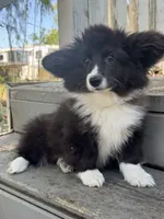 Shady (fluffy), a female Pembroke Welsh Corgi for sale in Oakdale, CA – 2 of 3