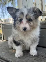 Jordan (fluffy), a male Pembroke Welsh Corgi for sale in Oakdale, CA – 1 of 1