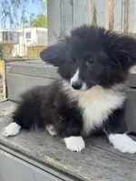 Shady (fluffy), a female Pembroke Welsh Corgi for sale in Oakdale, CA – 3 of 3