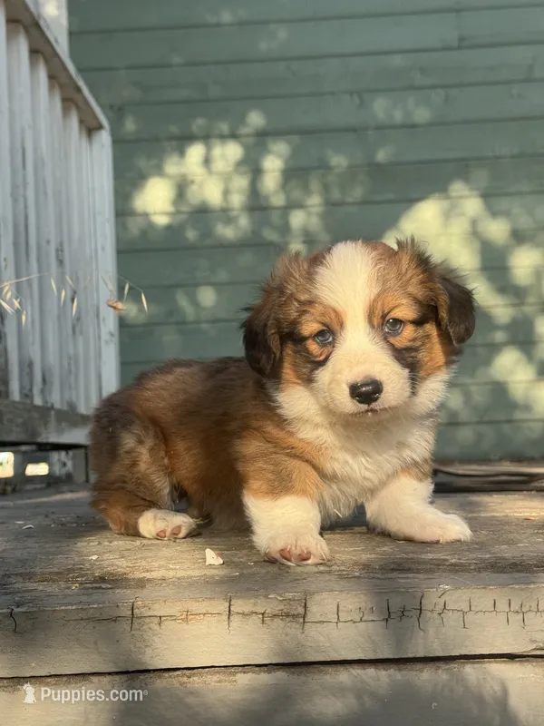 Odin (fluffy) – Pembroke Welsh Corgi puppy for sale in Oakdale, CA