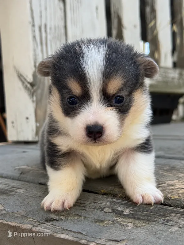 Biscuit (white) – Pembroke Welsh Corgi puppy for sale in Oakdale, CA