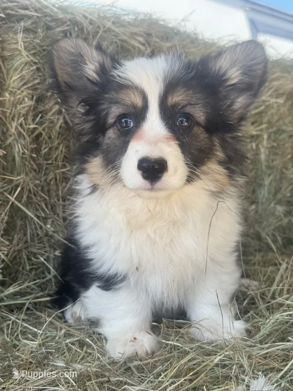 Jr (fluffy) – Pembroke Welsh Corgi puppy for sale in Oakdale, CA