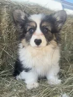 Jr (fluffy), a male Pembroke Welsh Corgi for sale in Oakdale, CA – 1 of 2