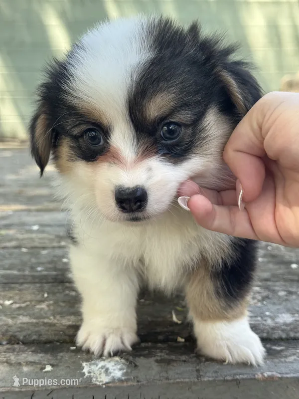 Ziggy (fluffy) blue  – Pembroke Welsh Corgi puppy for sale in Oakdale, CA