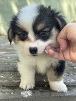 Ziggy (fluffy) blue , a male Pembroke Welsh Corgi for sale in Oakdale, CA – 1 of 1